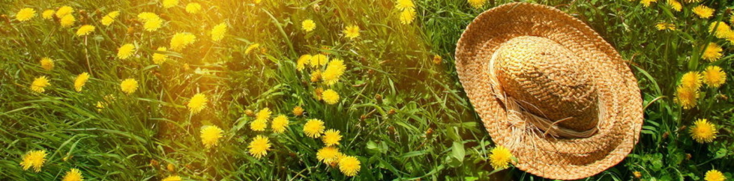 cropped-cropped-cropped-cropped-115707__nature-sun-grass-herbs-flowers-dandelions-yellow-green-hat_p.jpg